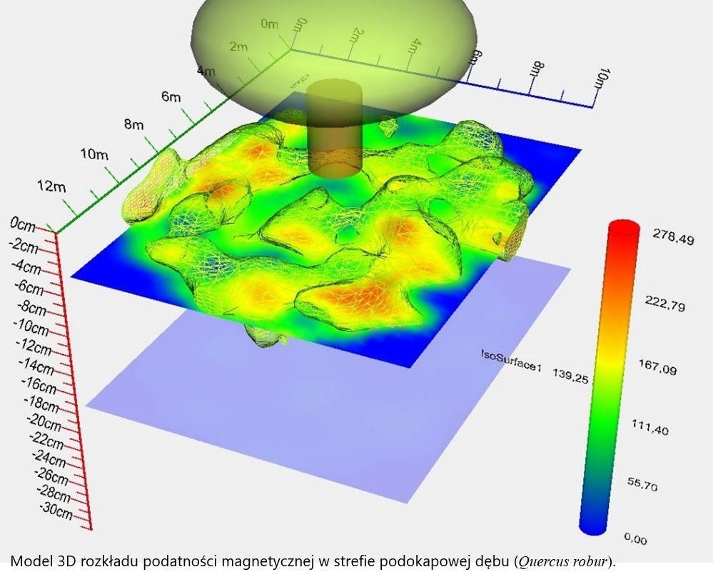 Model 3D rozkładu podatności magnetycznej w strefie podokapowej dębu (Quercus robur).